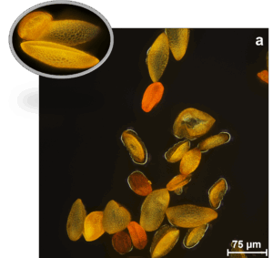 Yellow Cocotte Lily Microscope Image at 20 and 50X

