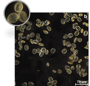 Mexican Bush Sage Microscope image at 20X & 50X